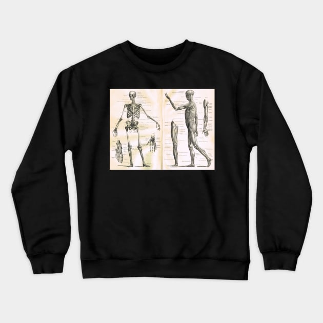 19th century anatomy illustration parts of  a human skeleton Crewneck Sweatshirt by artfromthepast